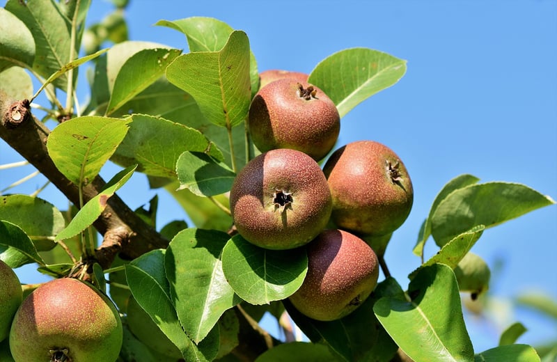 Golden Apple Tree